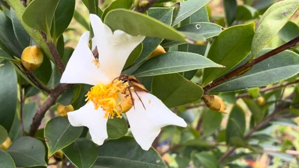 油茶是茶籽樹(shù)，屬于茶科植物，因?yàn)槠浞N子能夠榨取茶油食用得名